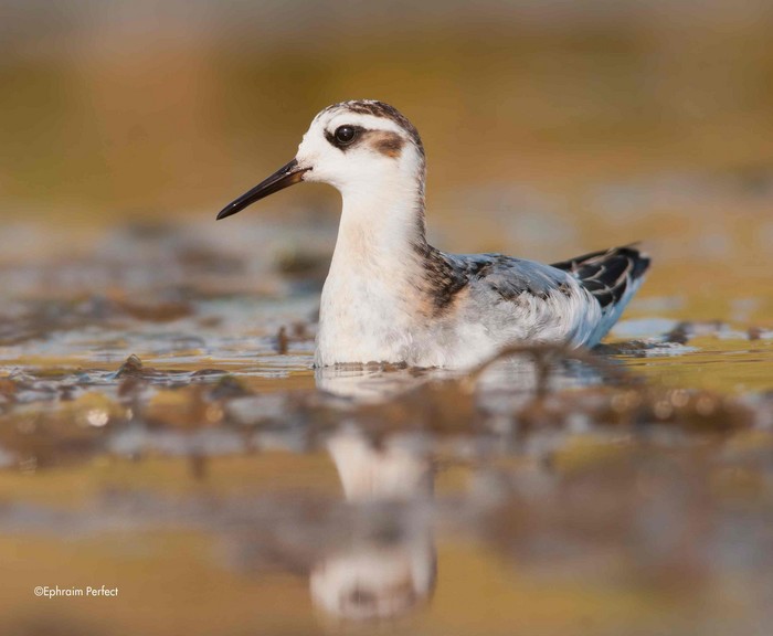 Grey Phalarope