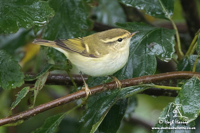 Yellow-browed Warbler
