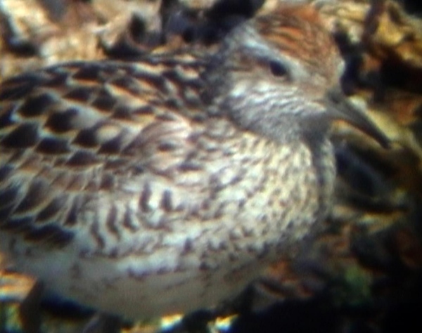 Sharp-tailed Sandpiper