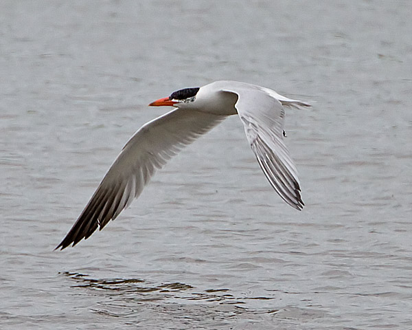 Caspian Tern