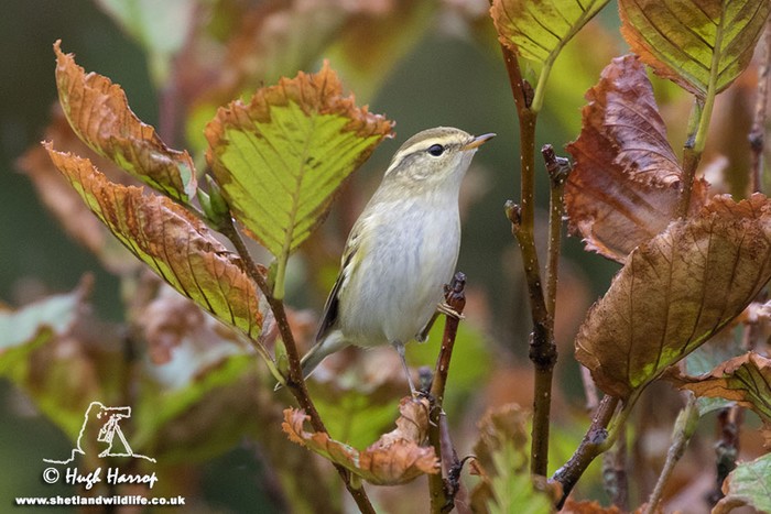 Yellow-browed Warbler