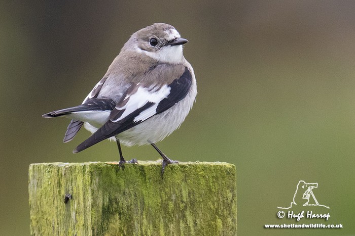 Collared Flycatcher