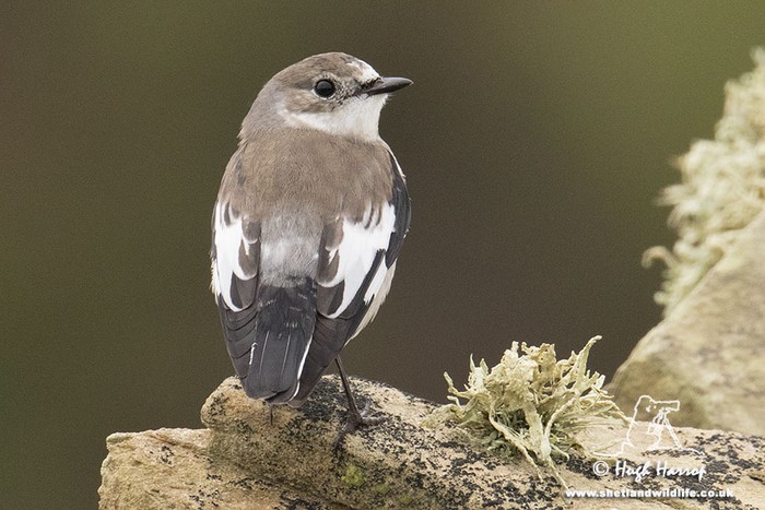 Collared Flycatcher