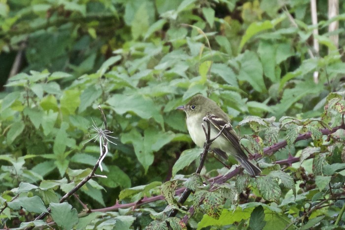 Acadian Flycatcher