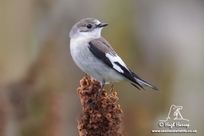 Collared Flycatcher