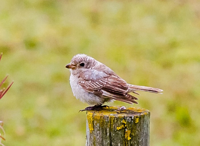 Woodchat Shrike