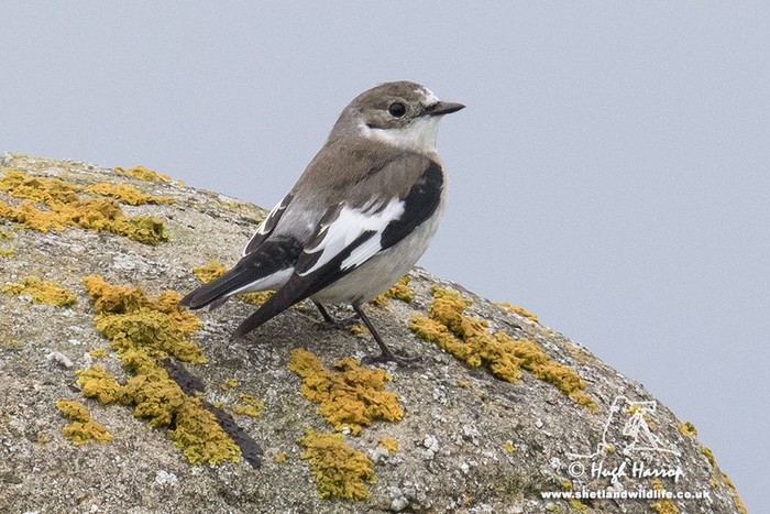 Collared Flycatcher