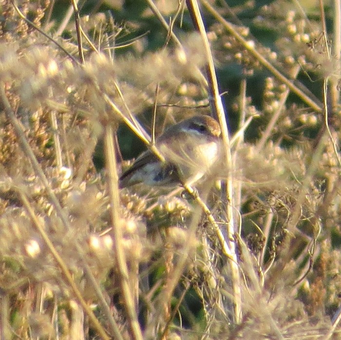 Red-backed Shrike