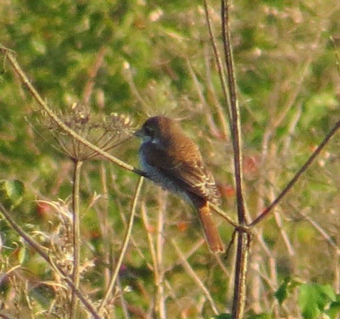 Red-backed Shrike