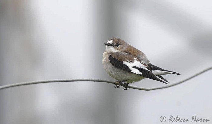 Collared Flycatcher
