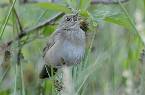 River Warbler