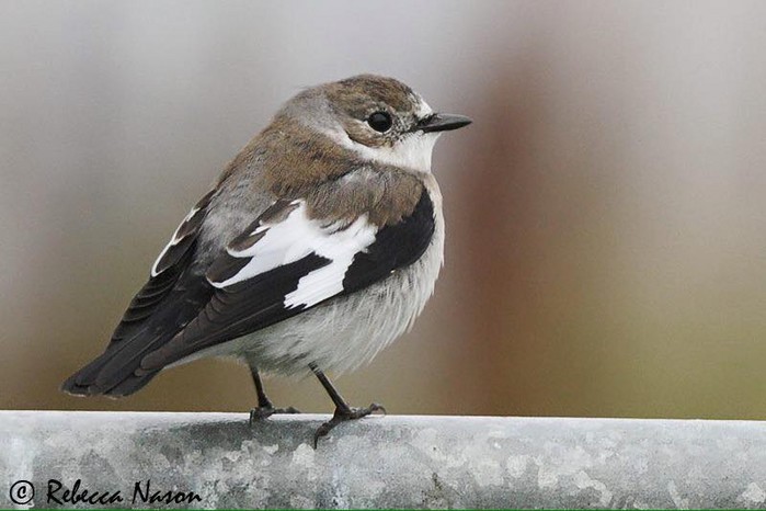 Collared Flycatcher