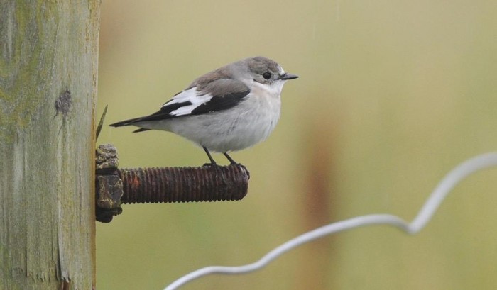 Collared Flycatcher