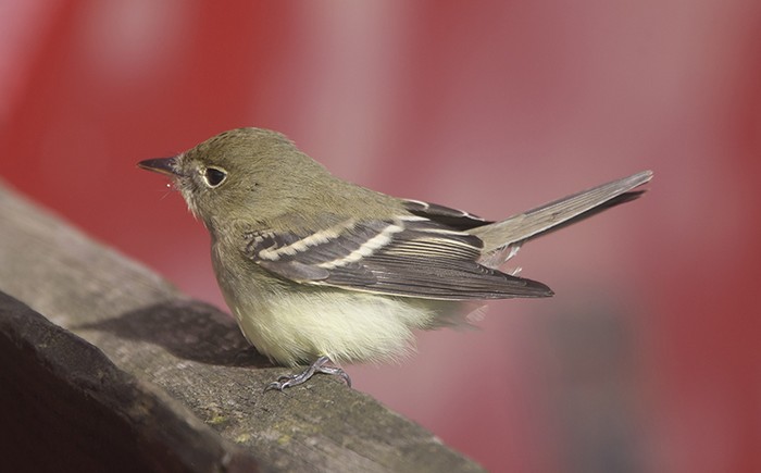 Acadian Flycatcher