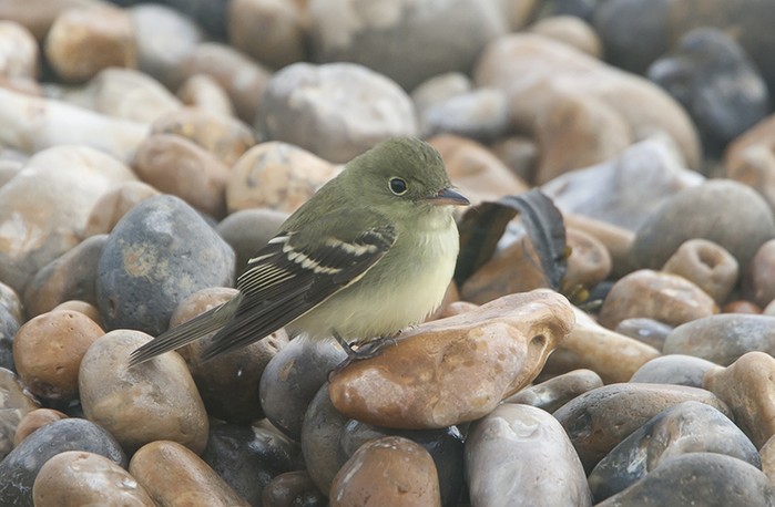 Acadian Flycatcher