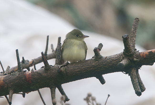 Acadian Flycatcher