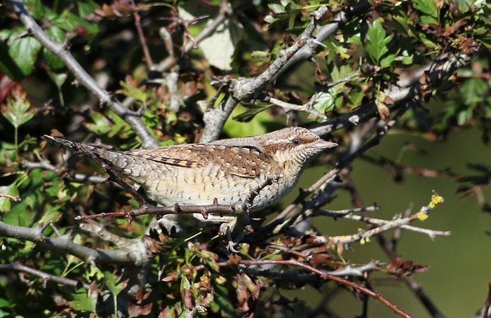 Wryneck