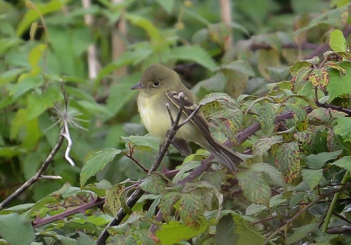 Acadian Flycatcher