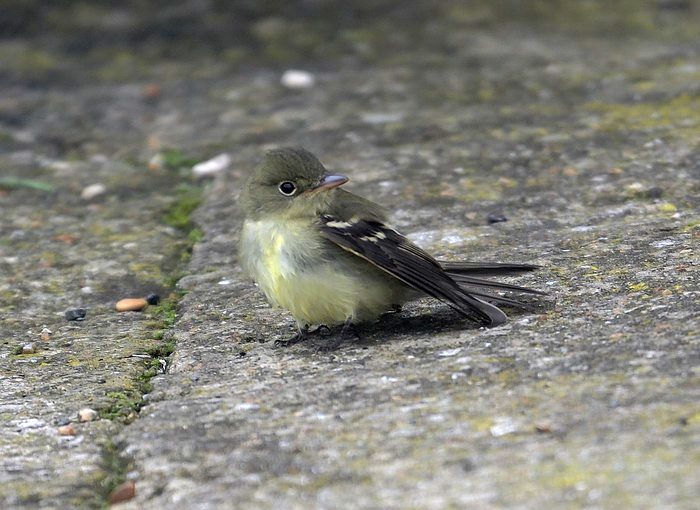 Acadian Flycatcher