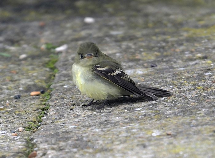 Acadian Flycatcher