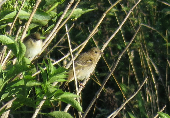 Common Rosefinch