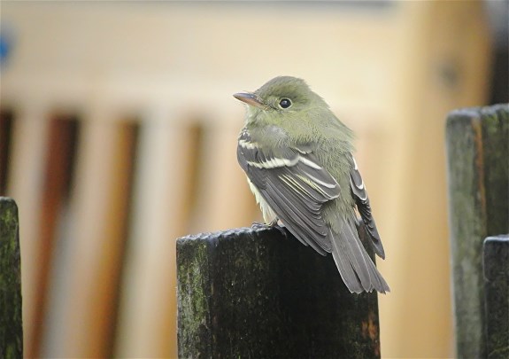 Acadian Flycatcher