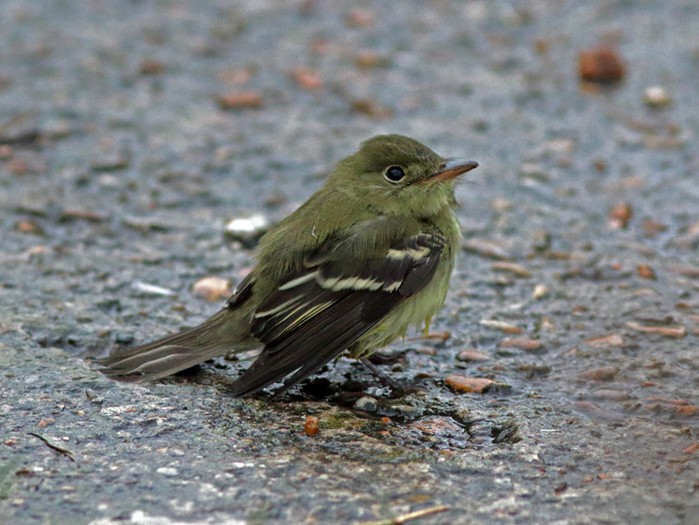 Acadian Flycatcher