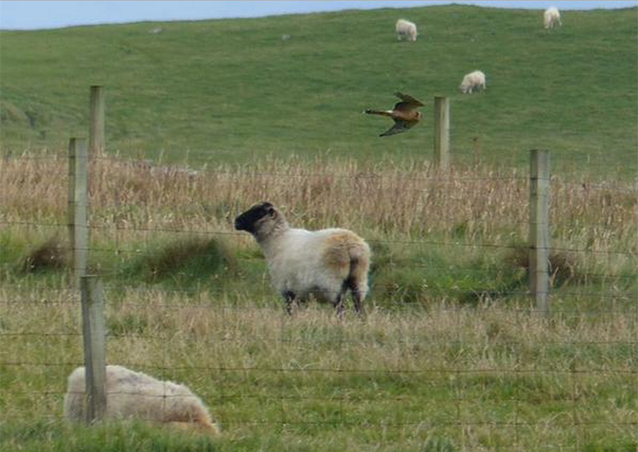 Pallid Harrier