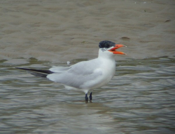 Caspian Tern