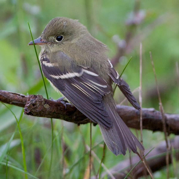Acadian Flycatcher