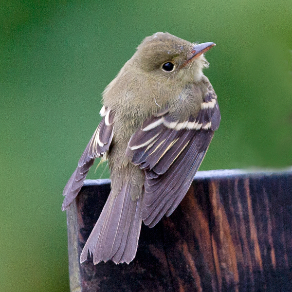 Acadian Flycatcher
