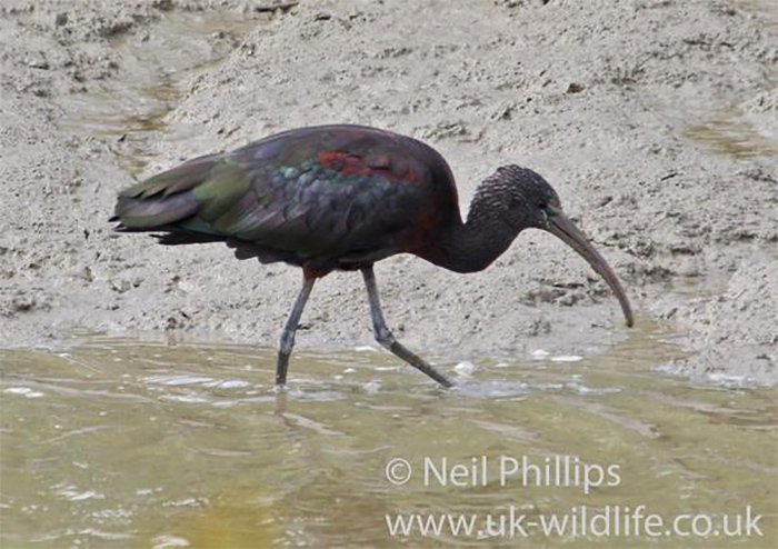 Glossy Ibis