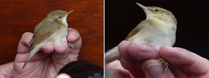 Blyth's Reed Warbler