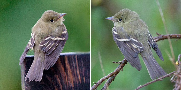 Acadian Flycatcher