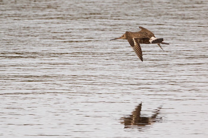 Hudsonian Godwit