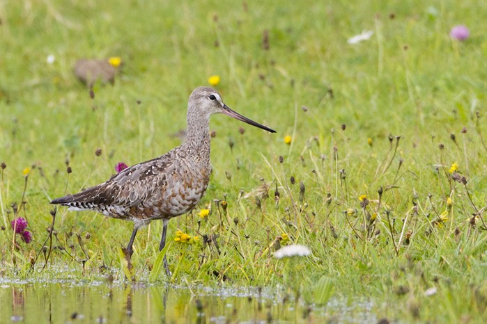 Hudsonian Godwit