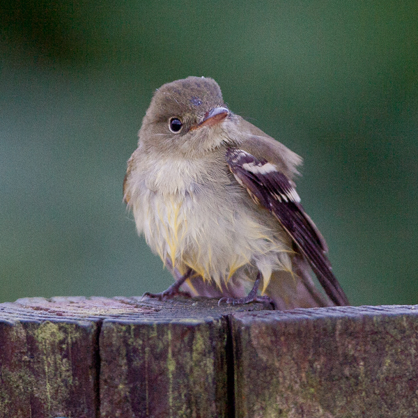 Acadian Flycatcher