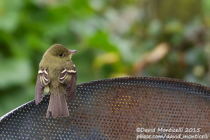 Acadian Flycatcher