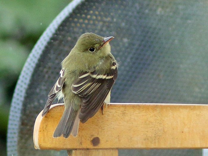 Acadian Flycatcher