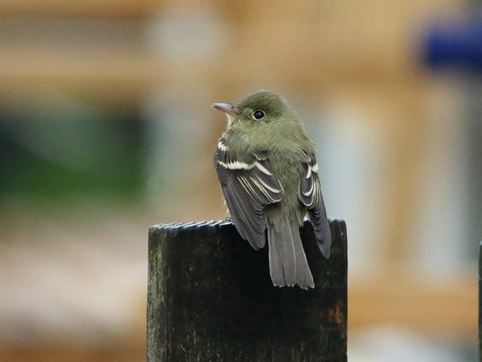 Acadian Flycatcher