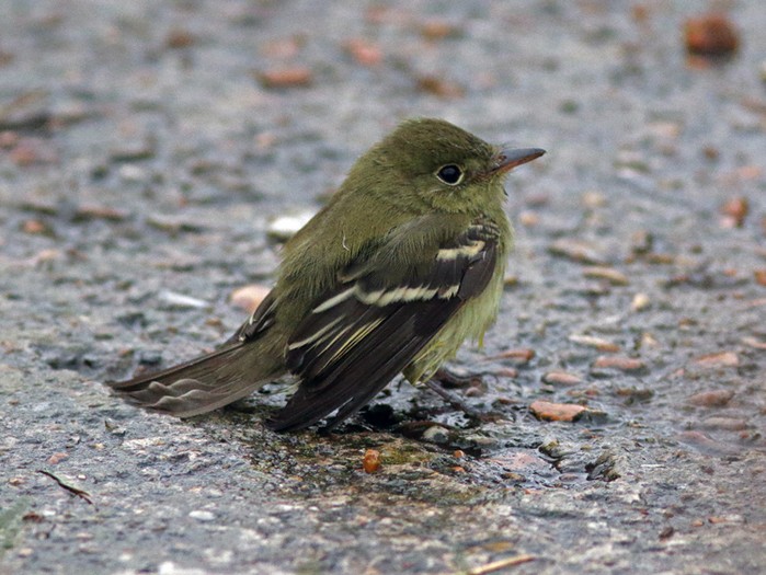 Acadian Flycatcher