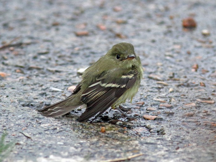 Acadian Flycatcher