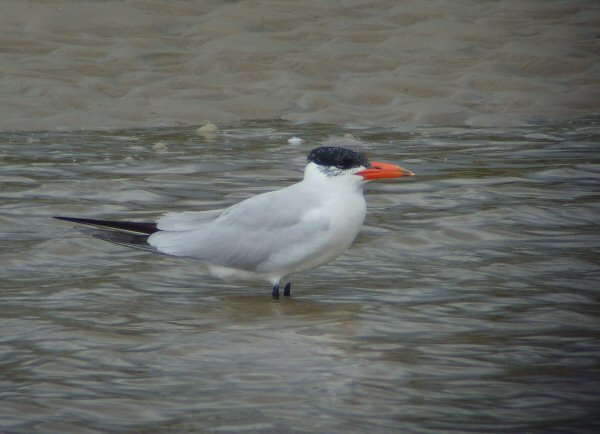 Caspian Tern