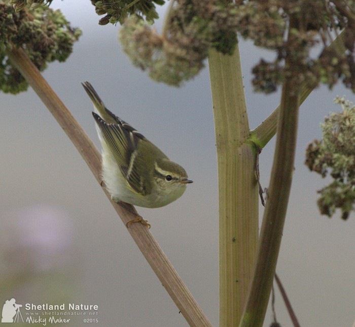 Yellow-browed Warbler