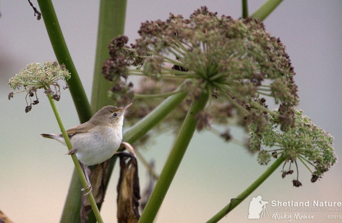 Blyth's Reed Warbler