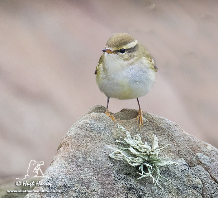 Yellow-browed Warbler