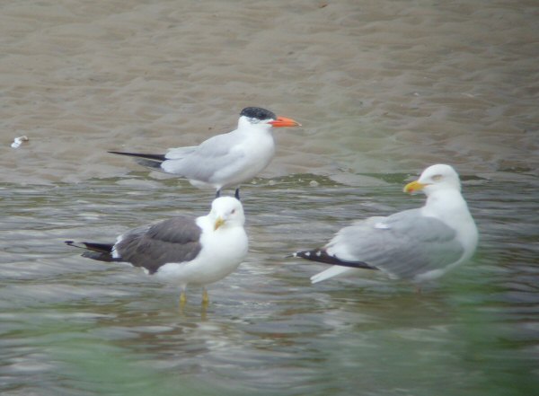 Caspian Tern