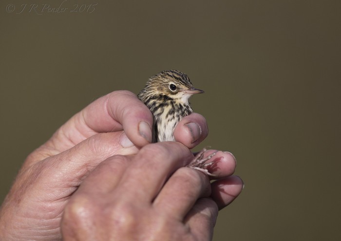 Pechora Pipit