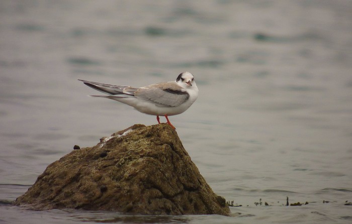 Common Tern