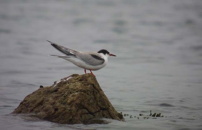 Common Tern